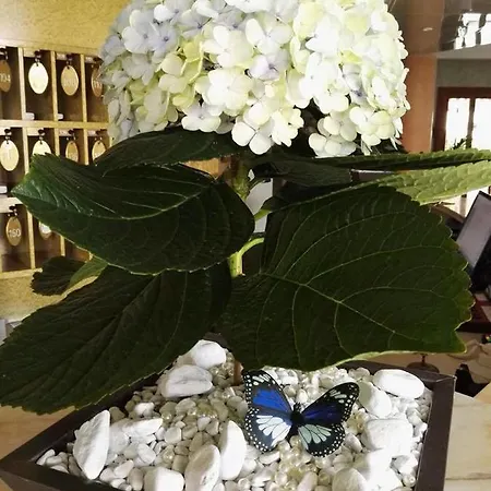 Hotel Ambasciatori 3*