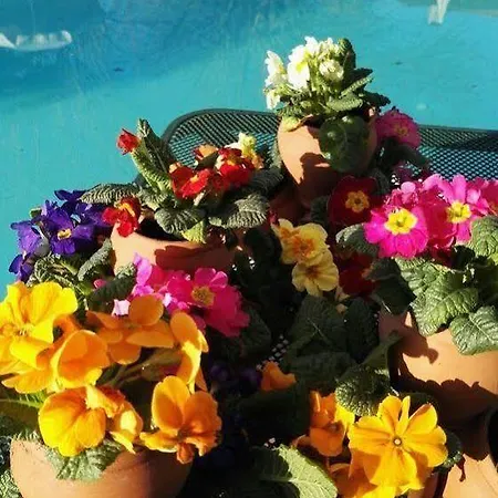 Ambasciatori קסטרוקארו טרמה