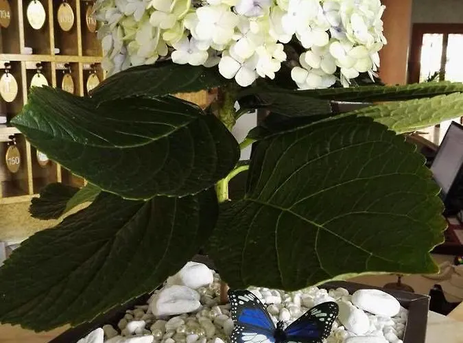 Hotel Ambasciatori 3*