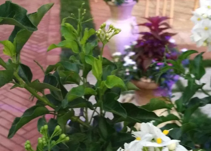 Ambasciatori 3* Castrocaro Terme